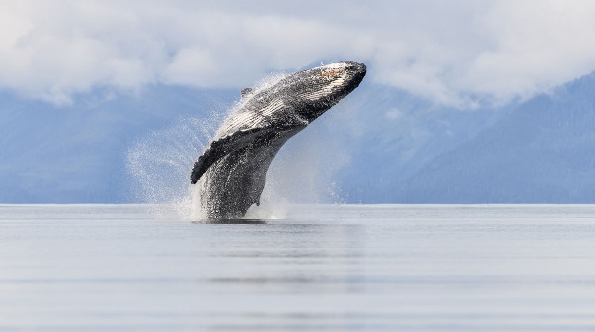 Кадры участников фотоконкурса National Geographic Nature Photographer 2017