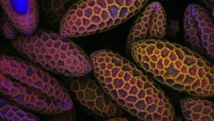 Лучшие снимки фотоконкурса Nikon Small World