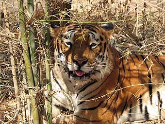 Вымирающих тигров научились считать по ДНК экскрементов