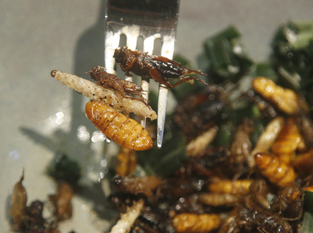 Тайские блюда для гурманов из насекомых