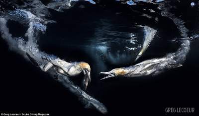 Лучшие снимки конкурса подводной фотографии от журнала Scuba Diving Magazine