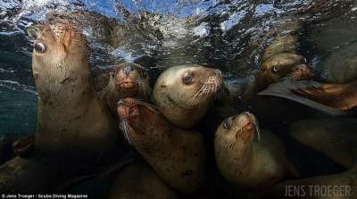 Лучшие снимки конкурса подводной фотографии от журнала Scuba Diving Magazine