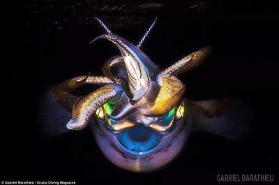 Лучшие снимки конкурса подводной фотографии от журнала Scuba Diving Magazine