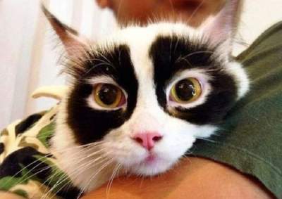 Необычные кошки с затейливым окрасом. Фото