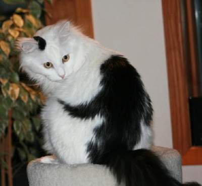 Необычные кошки с затейливым окрасом. Фото