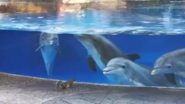 Дельфины наблюдают за белочками