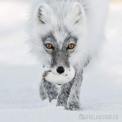 Победители конкурса «Wildlife Photographer of the Year 2017». Фото