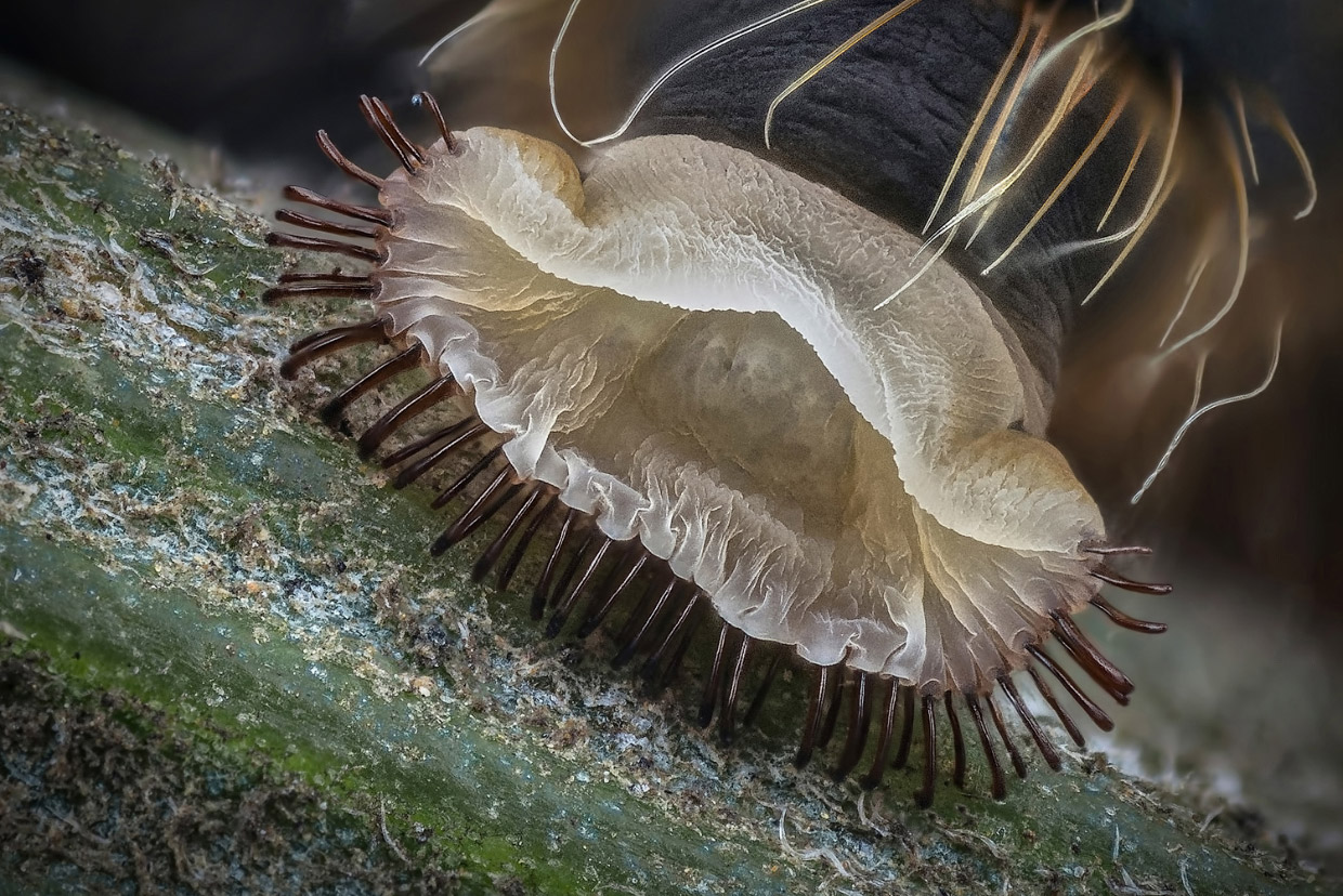 Победители конкурса микрофотографии Nikon Small World 2017