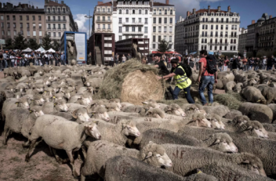 Орда овец захватила французский город