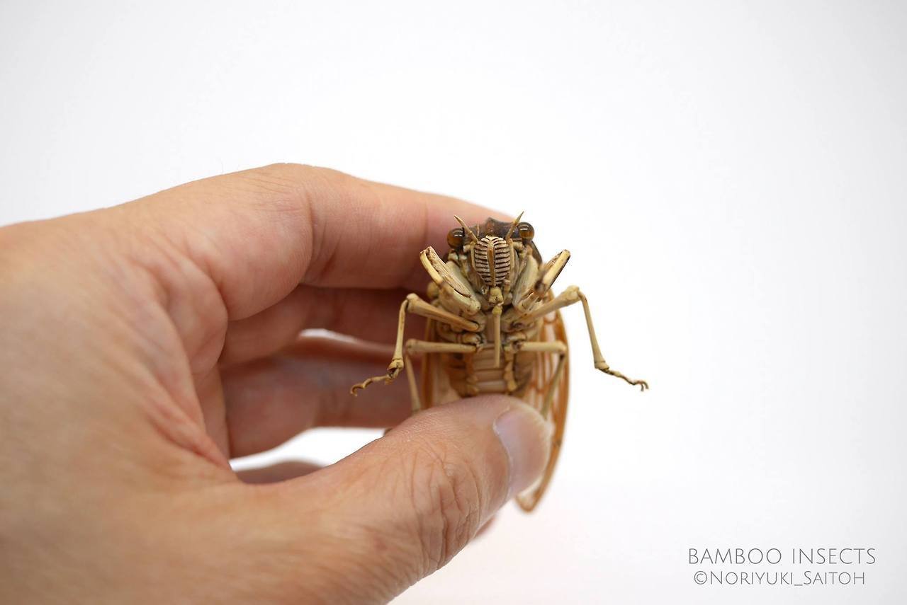 Невероятные скульптуры насекомых из бамбука