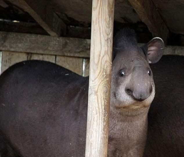 Не всем животным повезло с фотогеничностью 