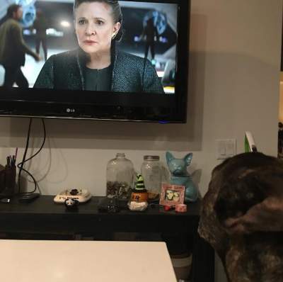 Появилось фото, как собака Кэрри Фишер смотрит трейлер новых "Звездных войн"