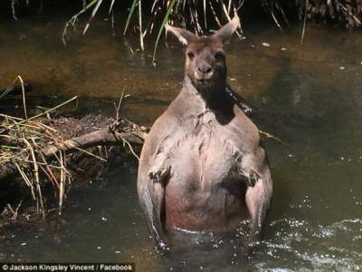 В Австралии мускулистый кенгуру наслаждался «СПА-процедурами»