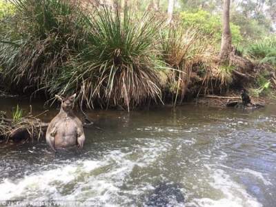 В Австралии мускулистый кенгуру наслаждался «СПА-процедурами»