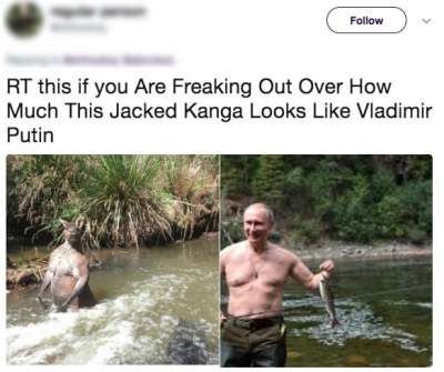 Мускулистого кенгуру из Австралии сравнили с Путиным