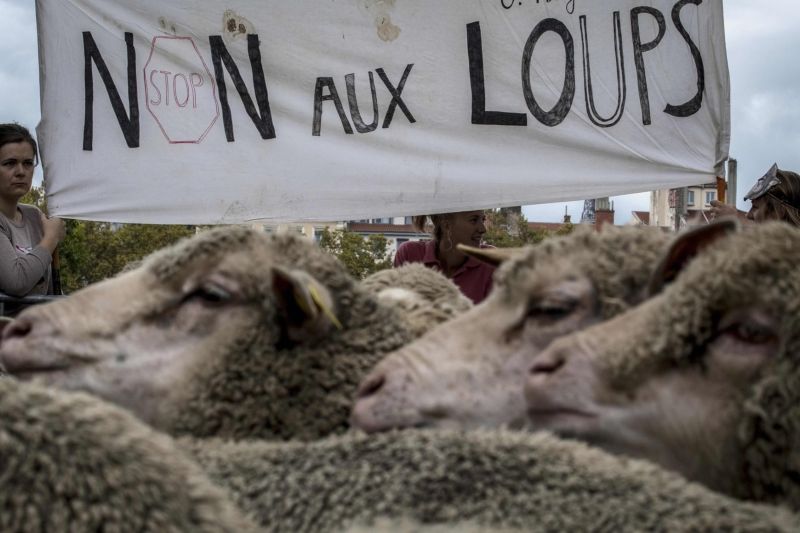 Французские животноводы вышли на протест с тысячей овец