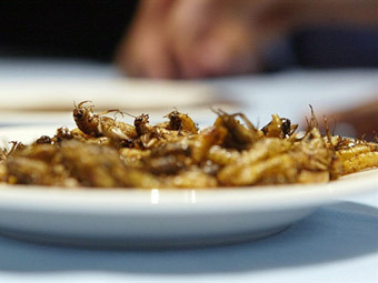 Голландский ученый напишет книгу рецептов блюд из насекомых