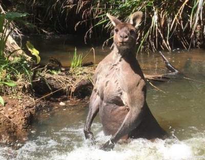 В Австралии нашли кенгуру – двойника Путина