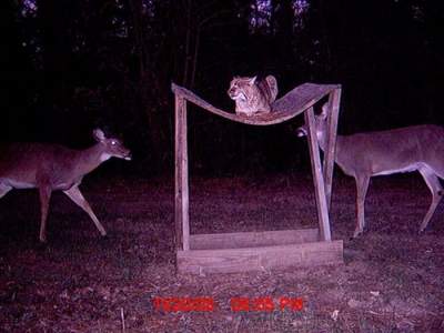 Ночная жизнь животных в снимках, сделанных скрытой камерой. Фото