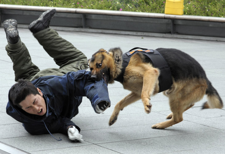 Фото: Удивительные собаки, которые работают наравне с человеком (Фото) 
