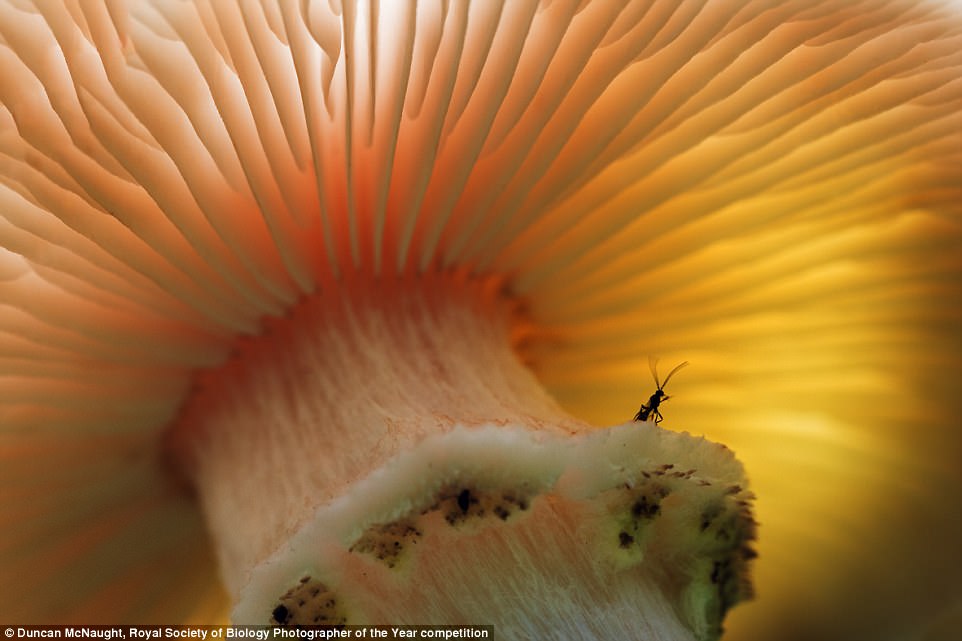  Тайная жизнь природы в потрясающих снимках британского конкурса «живого фото» (ФОТО)