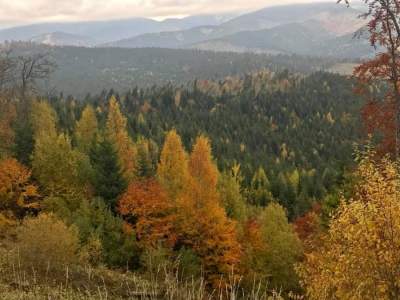 Золотая пора осени в горах Карпат. Фото