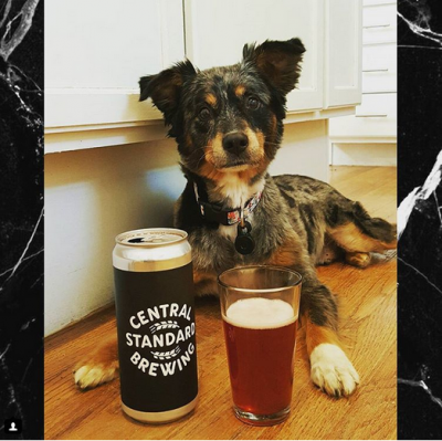 Создано пиво для собак: животные в восторге