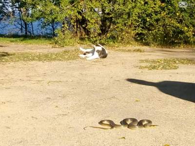 Крутой одесский кот вступил в схватку со змеей, Сеть в восторге