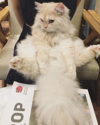 Балдеющий от водных процедур кот стал звездой Instagram