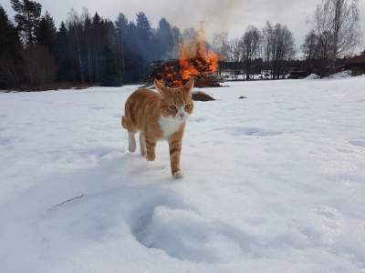 Двадцать забавных фоток, которые заставят вас бояться кошек