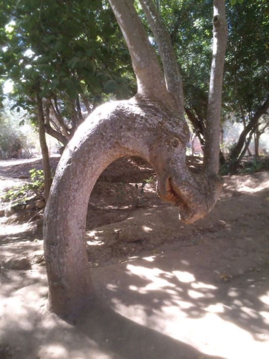 Деревья самой необычной формы