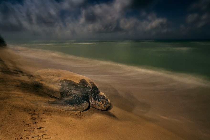 Победители фотоконкурса Wildlife Photographer of the Year 2017