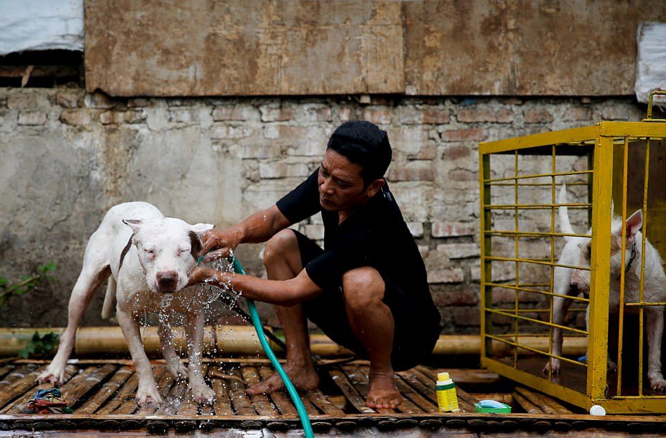 Смертельные бои собак и кабанов в Индонезии