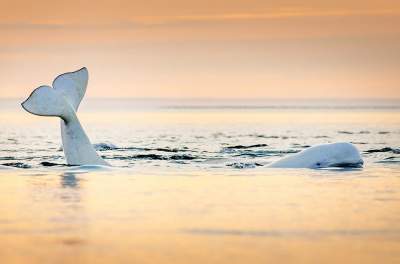 Красота живой природы Арктики и Приполярья. Фото