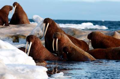 Красота живой природы Арктики и Приполярья. Фото