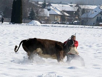 Австрийский бизнесмен спас сбежавшую с бойни корову