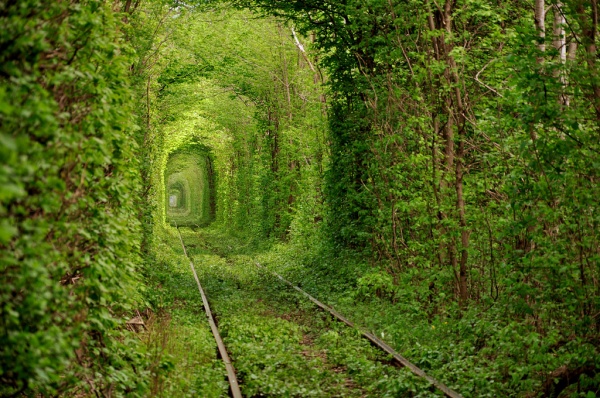 Тоннель любви в разные времена года. ФОТО