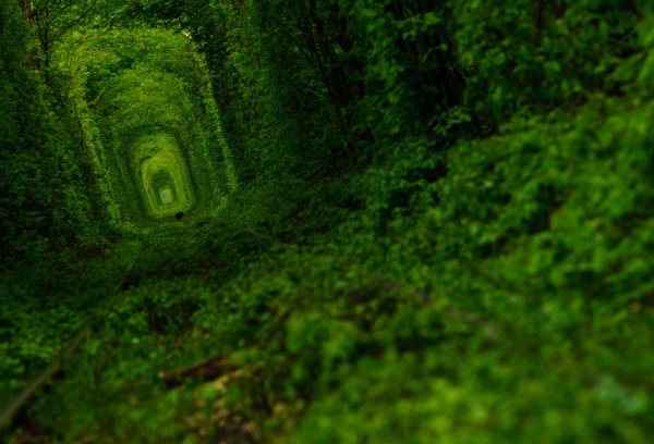 Тоннель любви в разные времена года. ФОТО