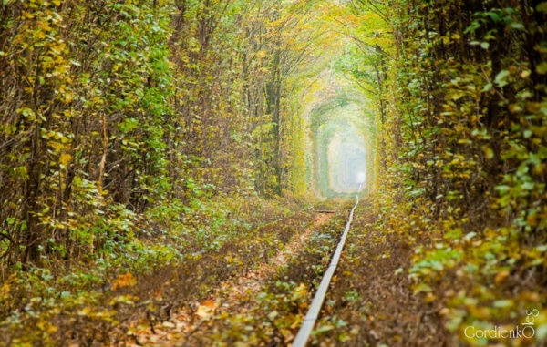 Тоннель любви в разные времена года. ФОТО