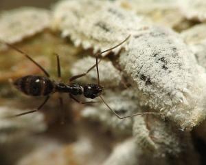 Ученые исследовали инцест бешеных муравьев, приводящий к рождению клонов