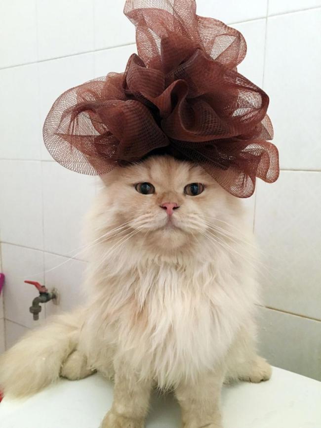 Знакомьтесь, это Мипо – кот, который обожает принимать ванну (ФОТО)