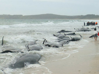В Новой Зеландии на берег выбросились 82 дельфина