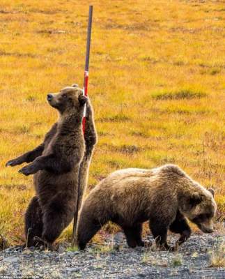 Трущиеся о столб медведи устроили незабываемое шоу