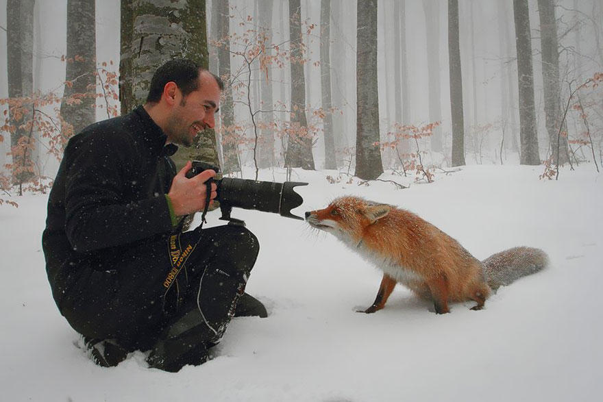 Фотоподборка очаровательных лисиц