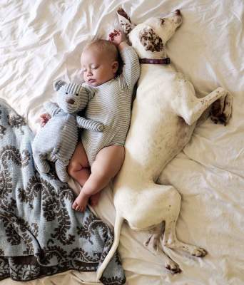 Новая звезда Instagram: собака, "влюбившаяся" в новорожденного малыша