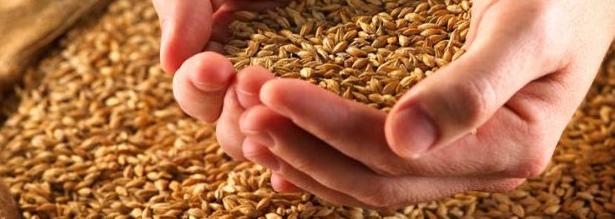 Украина стала одним из мировых лидеров по экспорту зерна