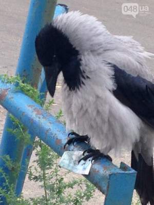 Предприимчивая ворона из Одессы стала звездой Сети