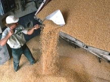 Украина экспортировала 2,6 миллиона тонн пшеницы