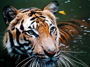 Жительница Малайзии избила тигра половником