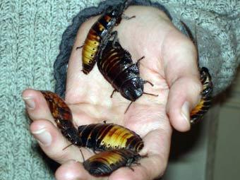 Зоопарк предложил посетителям назвать тараканов в честь возлюбленных